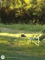 Didelphis albiventris