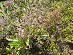 Limonium californicum