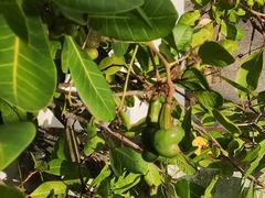 Anacardium occidentale