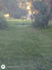 Didelphis albiventris