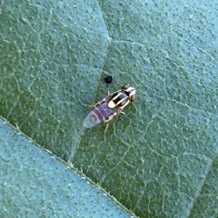 Thaumatomyia glabra