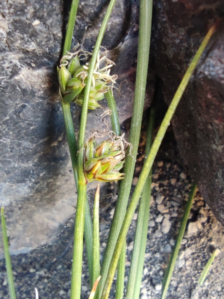 Carex molinae