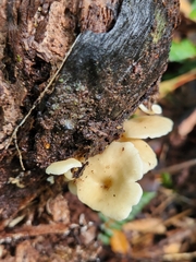 Rhizocybe albida