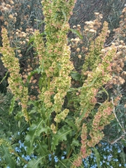 Rumex longifolius