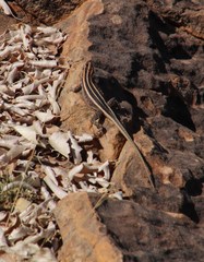 Platysaurus intermedius rhodesianus