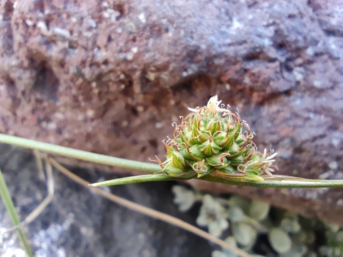 Carex andina (Carex andina)
