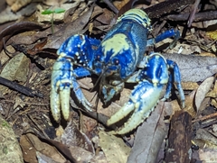 Euastacus sulcatus