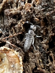 Pogonognathellus dubius