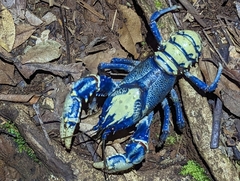 Euastacus sulcatus