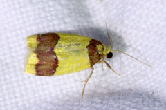 Heterallactis microchrysa