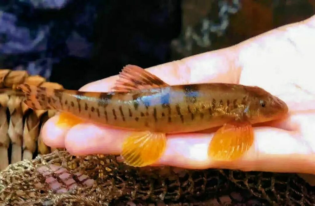 Zaaglijn-bergbeekloach (Vanmanenia serrilineata) — Balitoridae
