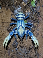 Euastacus sulcatus