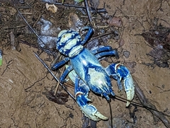 Euastacus sulcatus