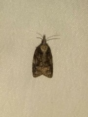 Platynota exasperatana