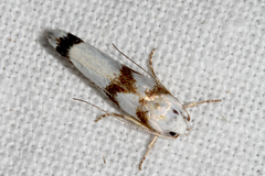 Xyloryctidae