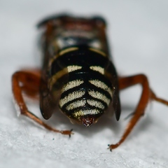 Epeolus howardi