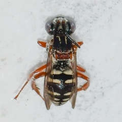 Epeolus howardi