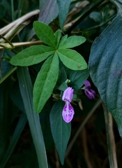 Acanthoideae
