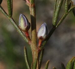 Cyanothamnus ramosus
