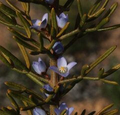 Cyanothamnus ramosus