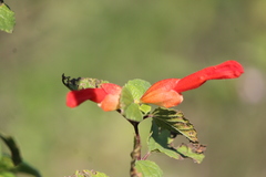 Salvia regla