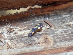 Paratyndaris chamaeleonis