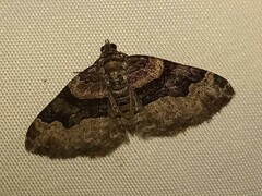 Xanthorhoe lacustrata