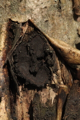 Biscogniauxia repanda