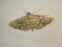 Herpetogramma thestealis