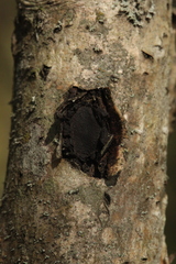 Biscogniauxia repanda