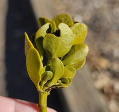 Phoradendron macrophyllum