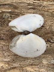 Rexithaerus secta