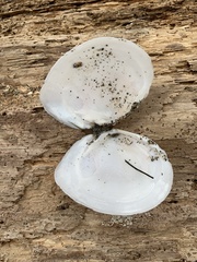 Rexithaerus secta