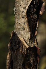 Biscogniauxia repanda