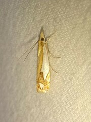 Crambus bidens