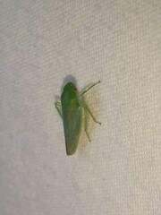 Gyponana