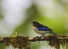 Iridophanes pulcherrimus