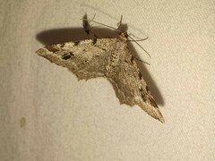 Macaria pinistrobata