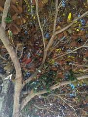 Magnolia grandiflora