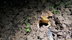 Lithobates warszewitschii