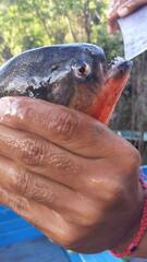 Pygocentrus nattereri