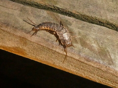 Allacrotelsa spinulata