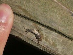 Allacrotelsa spinulata