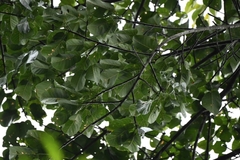 Ficus nymphaeifolia