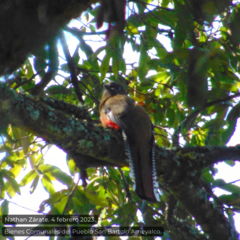 Trogon mexicanus