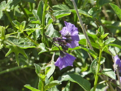 Solanum xanti