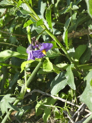 Solanum xanti
