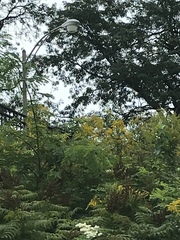 Dumetella carolinensis