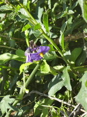 Solanum xanti