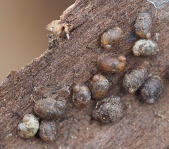 Succinea macgillivrayi